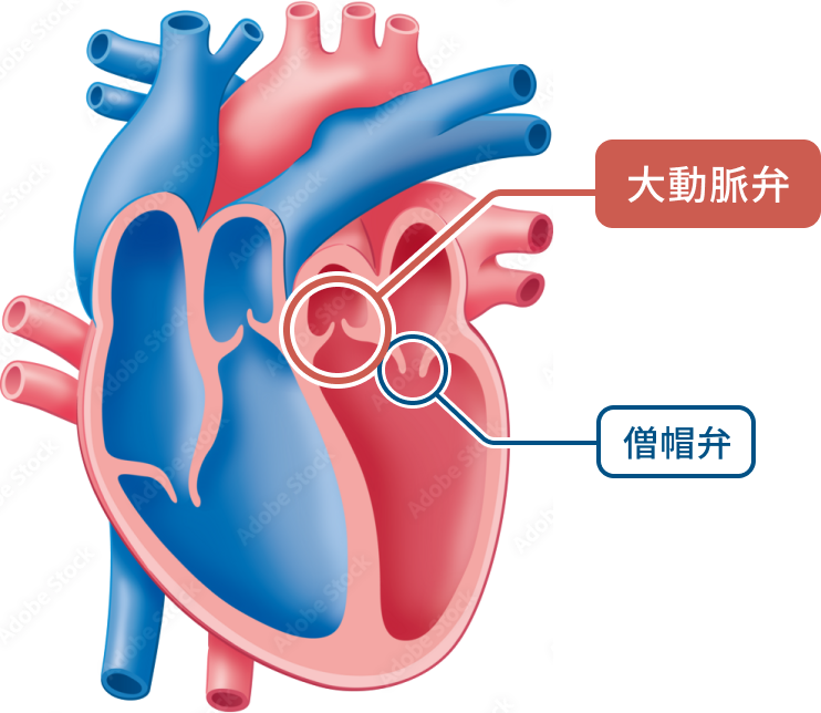 大動脈弁と僧帽弁の箇所を示している心臓の図解